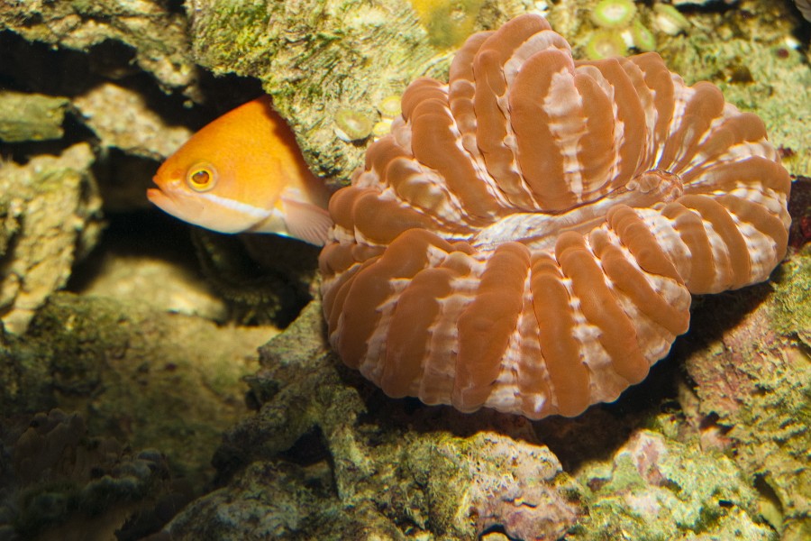 Cynarina Button, Doughnut, Flat Brain Coral (Cynarina lacrymalis) in Aquarium